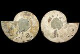 Cut & Polished Ammonite Fossil - Agatized #78332-1